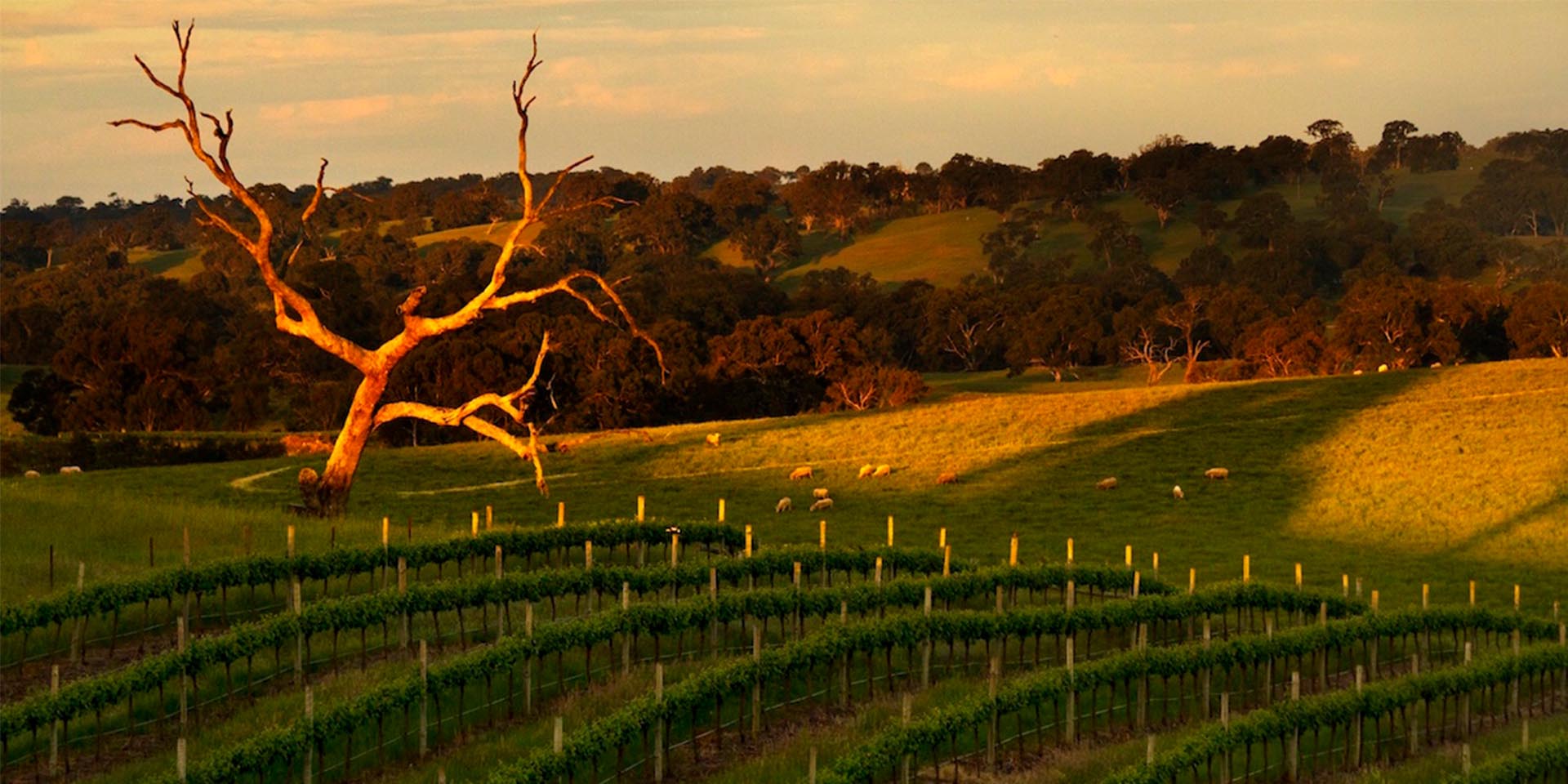 Eden Valley Home of Riesling